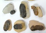 Lot: Paralejurus Trilobite Fossils - Pieces #134047-1